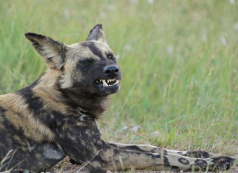 Wildehond / Wild Dog