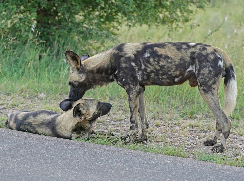Wildehond / Wild Dog