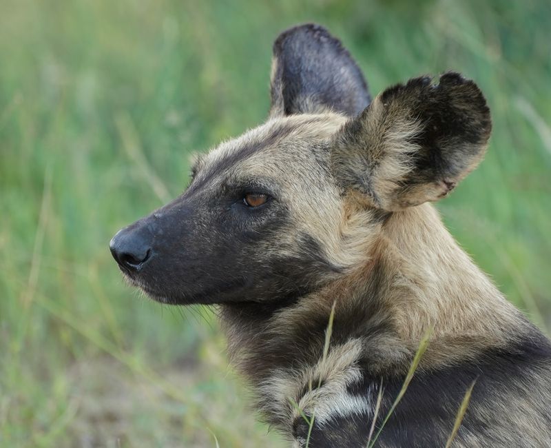 Wildehond / Wild Dog