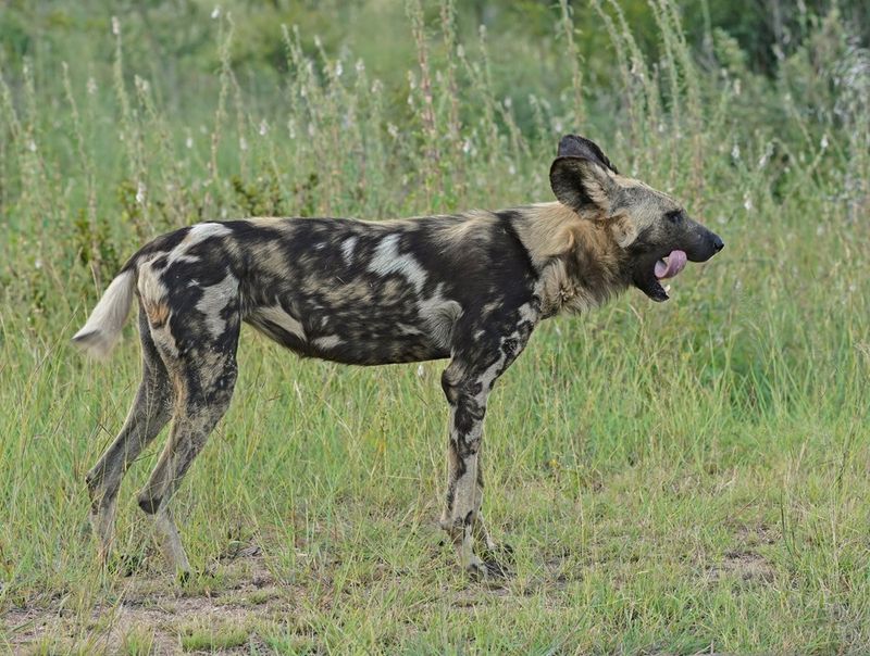 Wildehond / Wild Dog