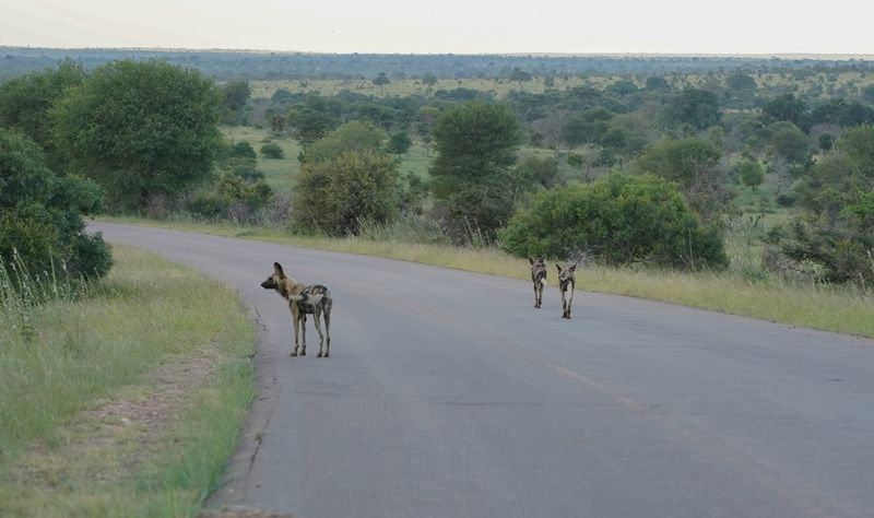 Wildehond / Wild Dog