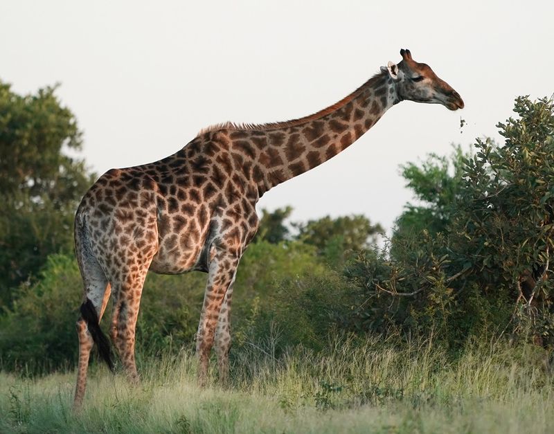 Kameelperd / Giraffe