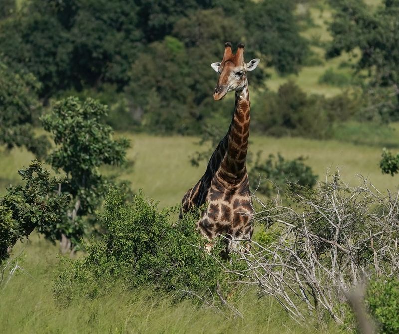 Kameelperd / Giraffe
