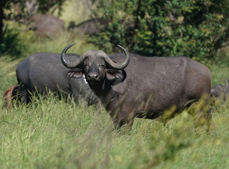 Buffel / African Buffalo