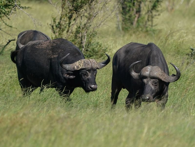 Buffel / African Buffalo