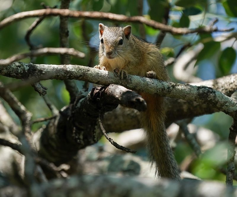 Boomeekhoring / Tree Squirrel