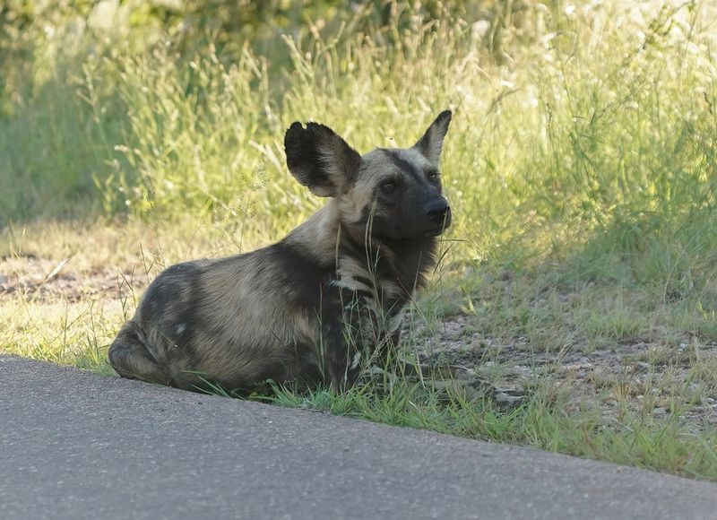 Wildehond / Wild Dog