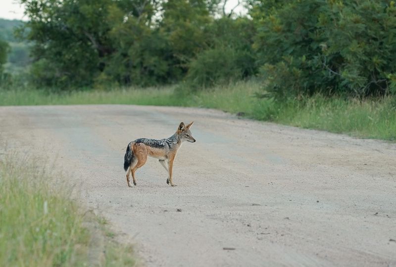 Rooijakkals / Black-backed Jackal