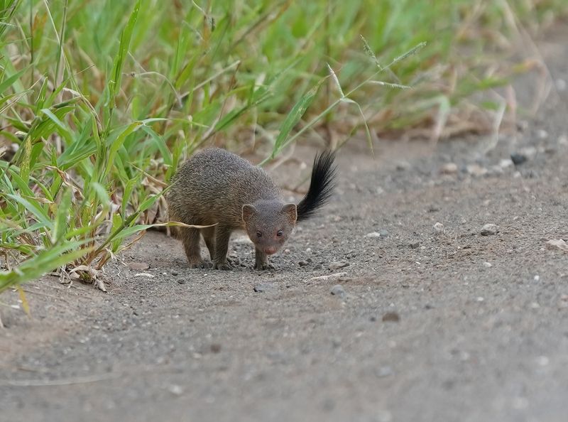 Dwergmuishond / Dwarf Mongoose