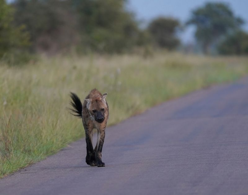 Gevlekte Hiëna / Spotted Hyena