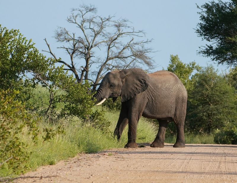 Savanne-olifant / African Elephant