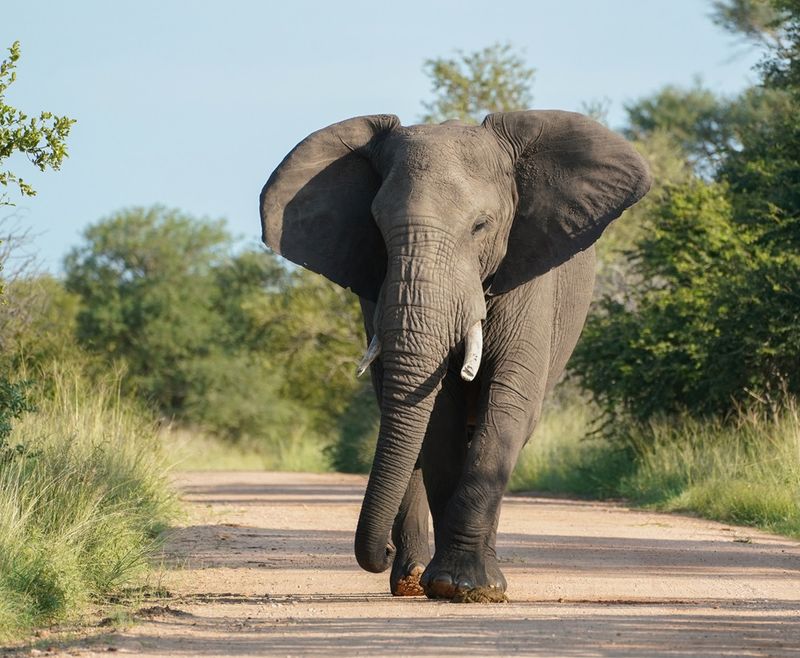 Savanne-olifant / African Elephant