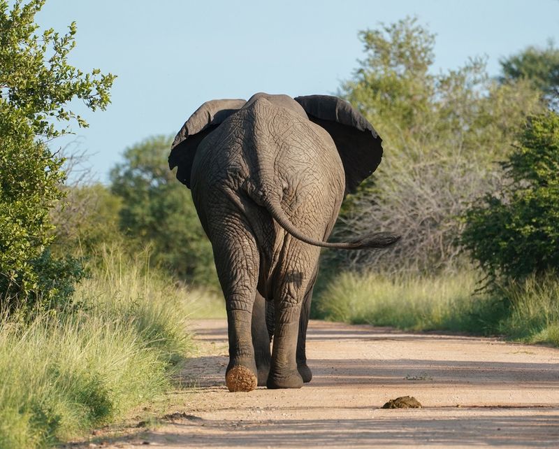 Savanne-olifant / African Elephant
