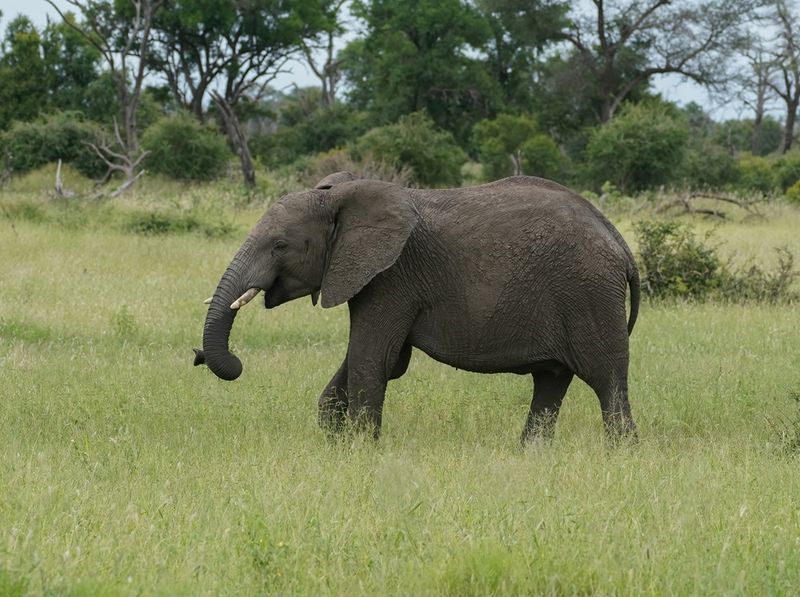 Savanne-olifant / African Elephant