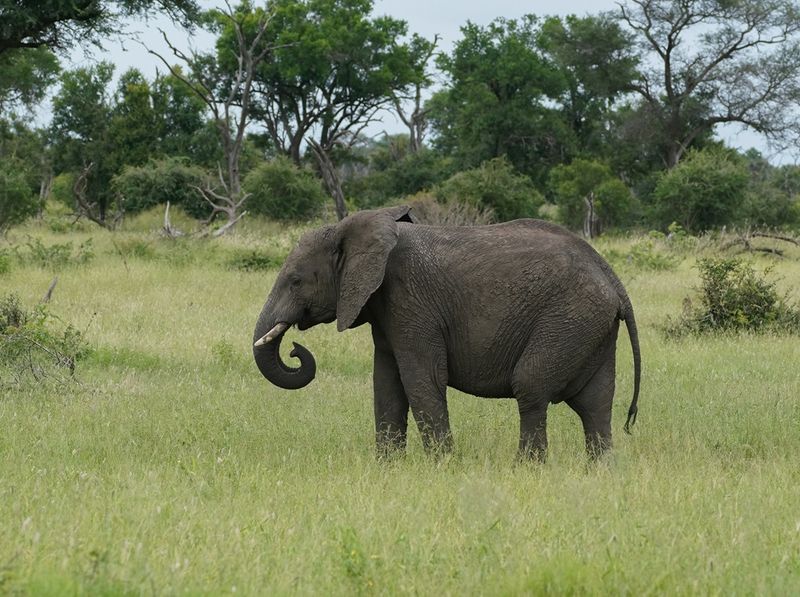 Savanne-olifant / African Elephant
