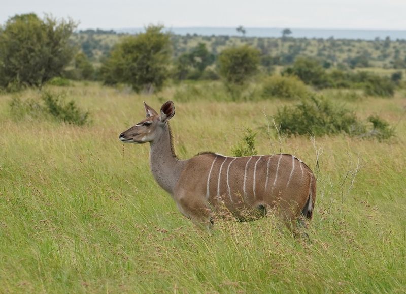 Koedoe / Greater Kudu