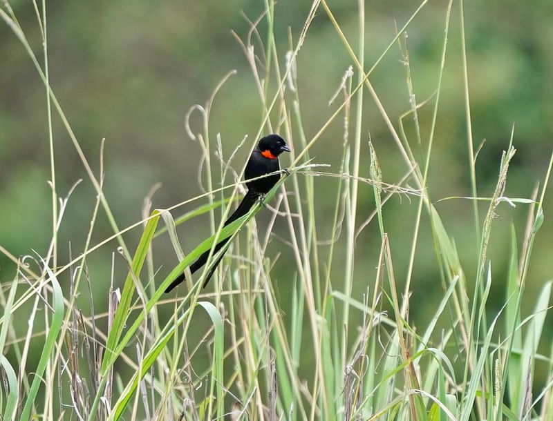Rooikeelflap / Red-collared Widowbird