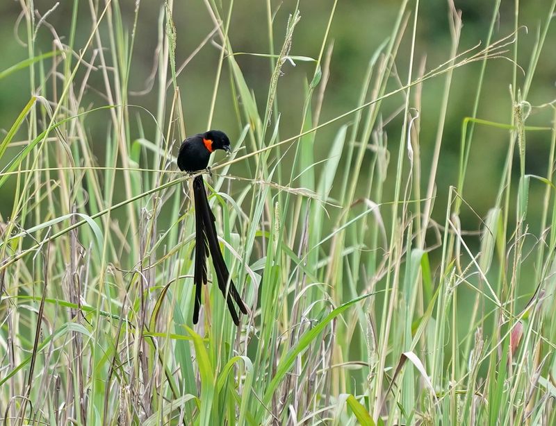 Rooikeelflap / Red-collared Widowbird