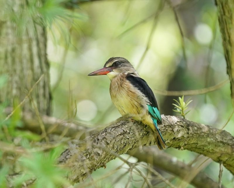 Brown-hooded Kingfisher