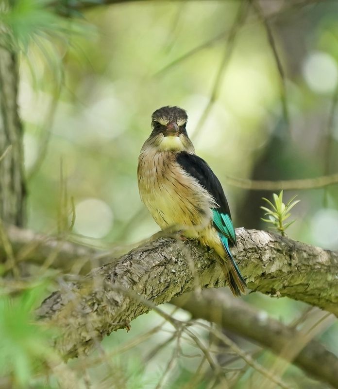 Brown-hooded Kingfisher