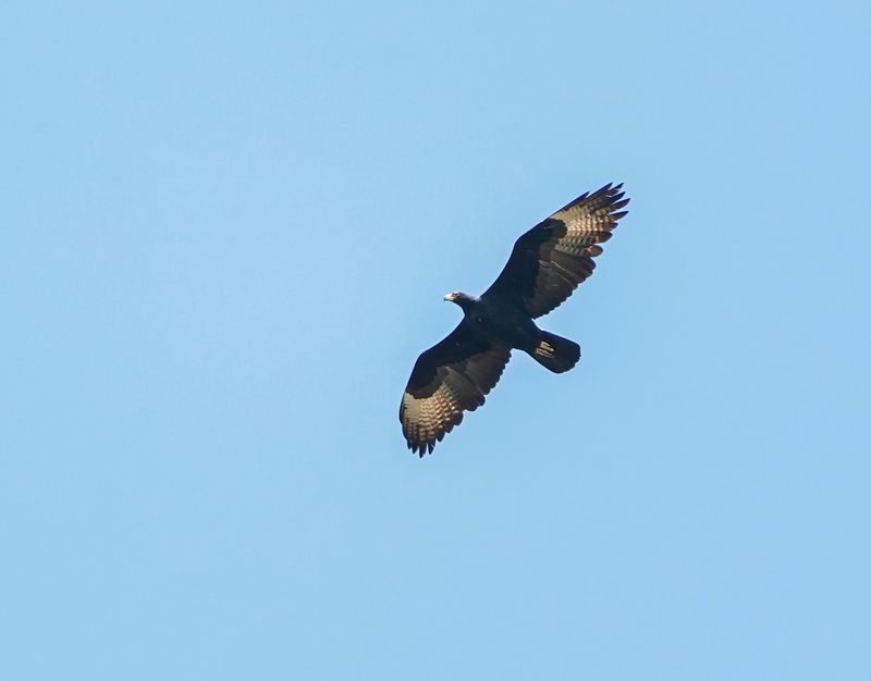 Witkruisarend / Verreauxs Eagle