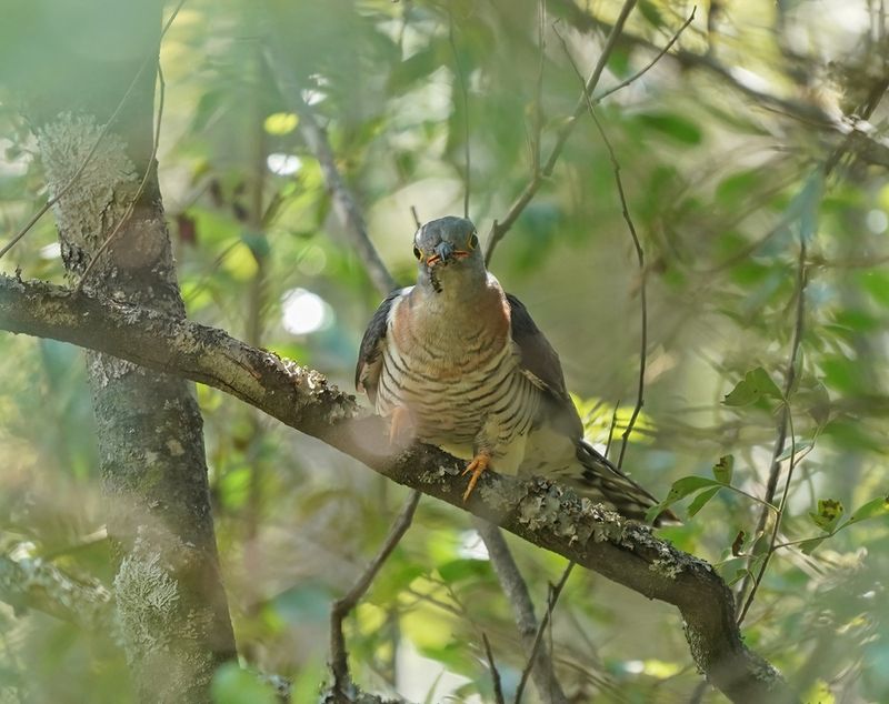 Piet-my-vrou / Red-chested Cuckoo