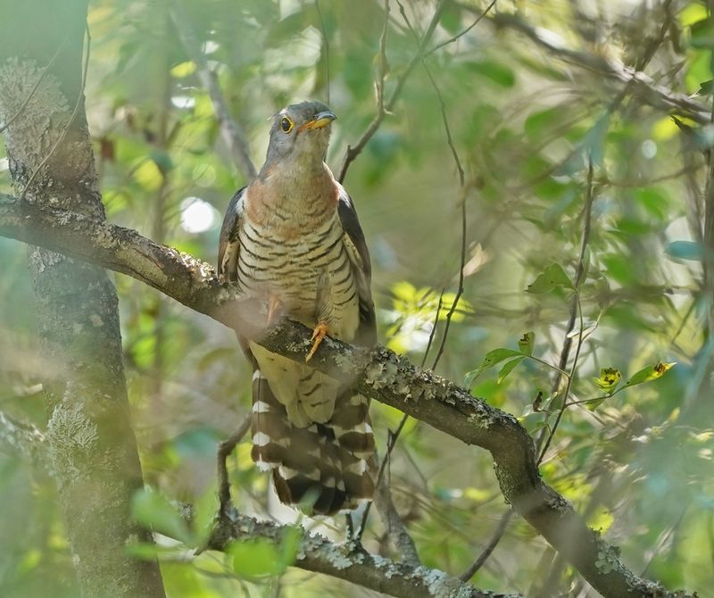 Piet-my-vrou / Red-chested Cuckoo