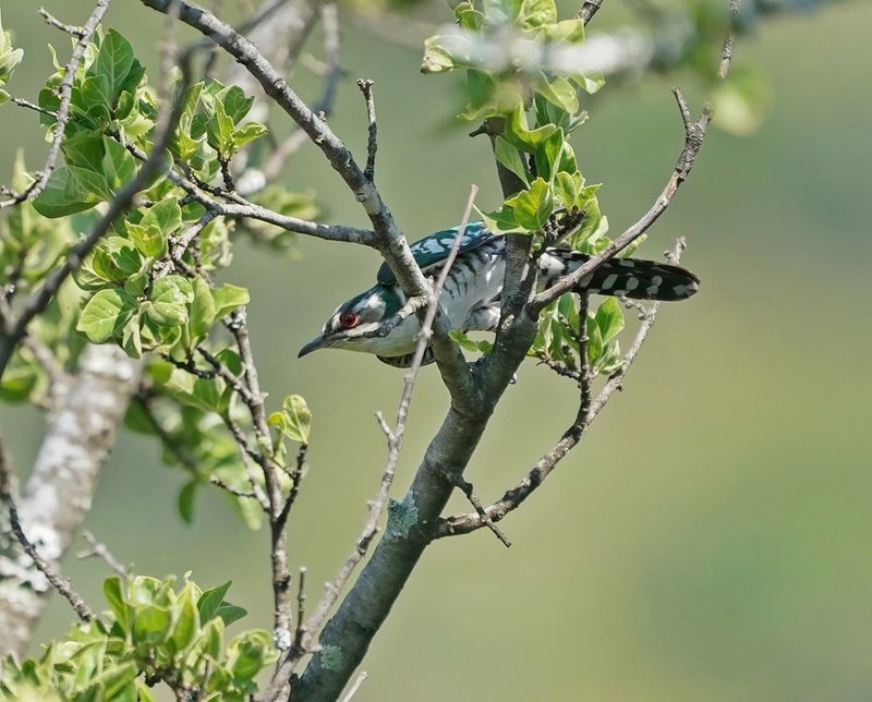 Diederikkie / Diederik Cuckoo