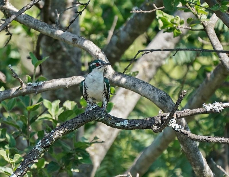 Diederikkie / Diederik Cuckoo
