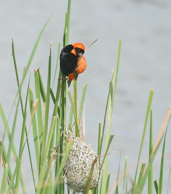 Rooivink / Southern Red Bishop