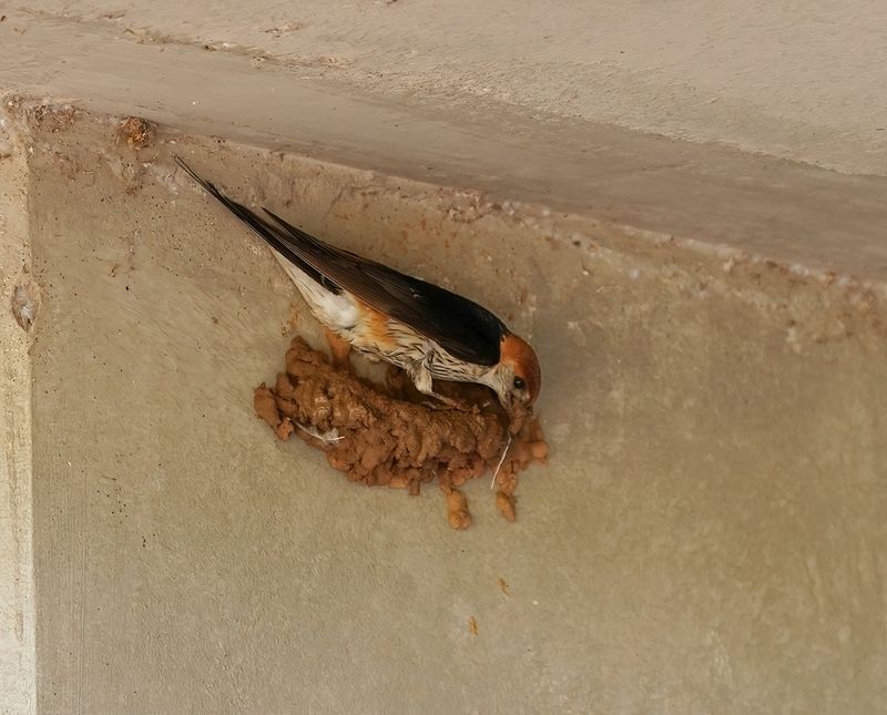 Grootstreepswael / Greater Striped Swallow