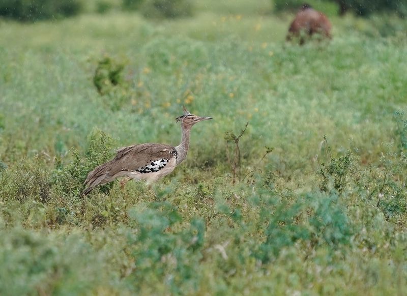 Gompou / Kori Bustard