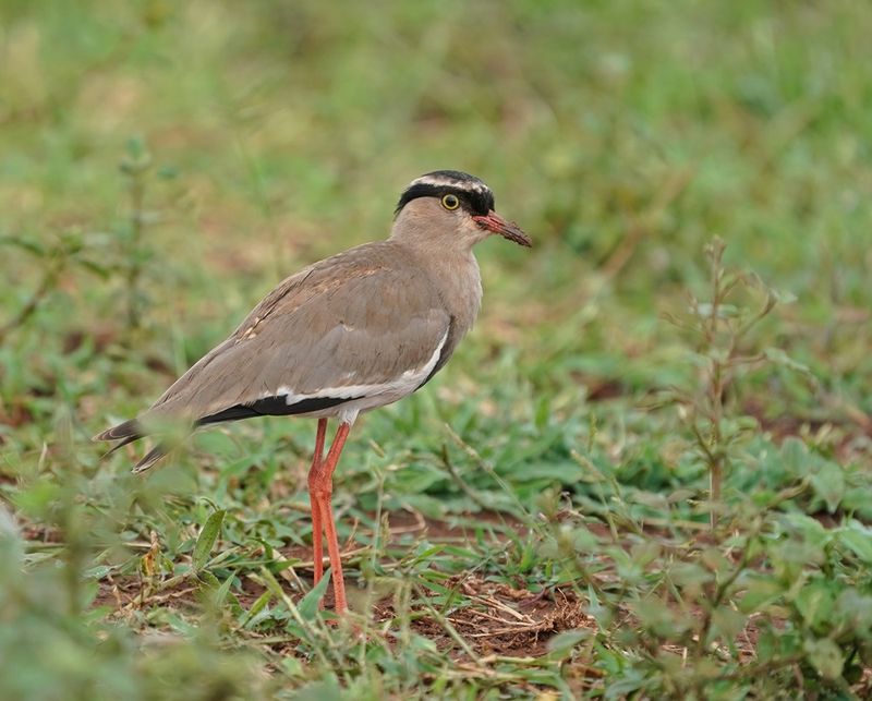 Kroonkiewiet / Crowned Lapwing