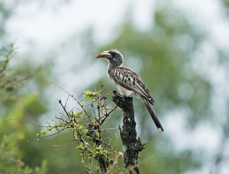 Grysneushoringvoël / African Grey Hornbill
