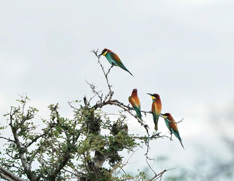 Europese Byvreter / European Bee-eater