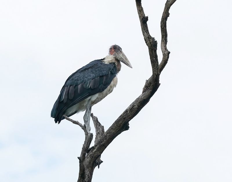 Maraboe / Marabou Stork