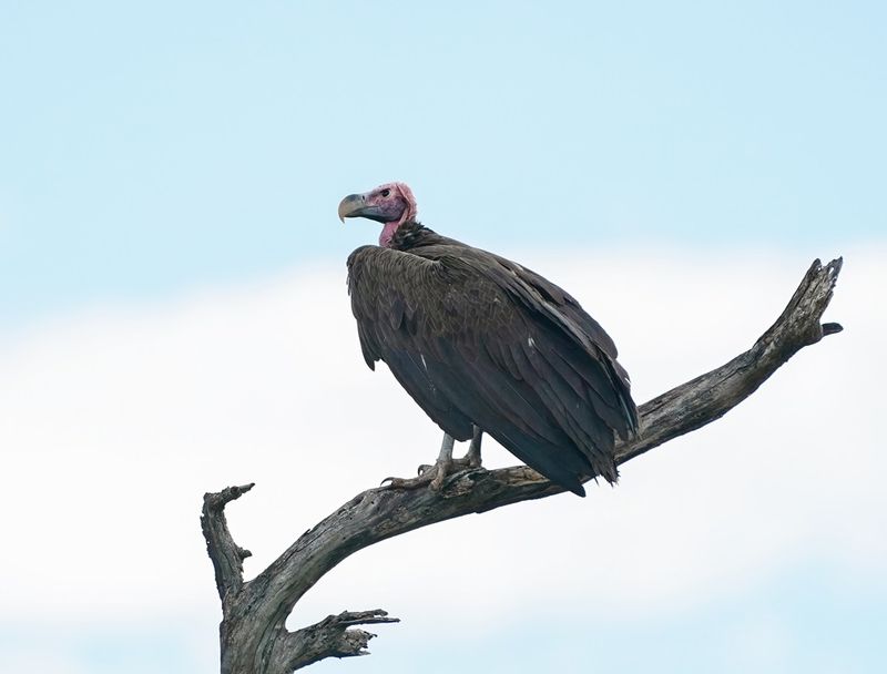 Swartaasvoël / Lappet-faced Vulture