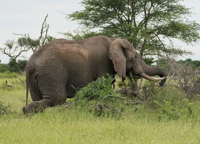 Savanne-olifant / African Elephant