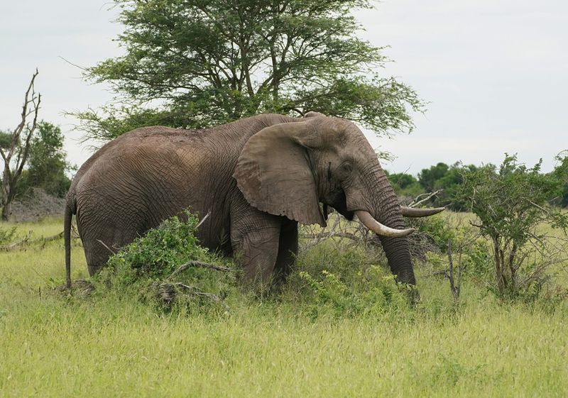 Savanne-olifant / African Elephant