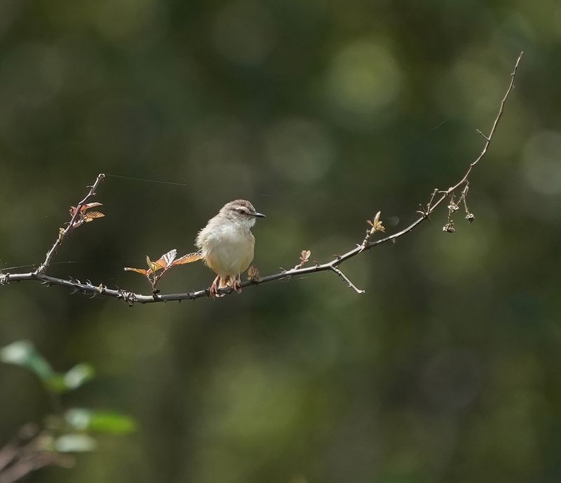 Vleitinktinkie / Levaillants Cisticola