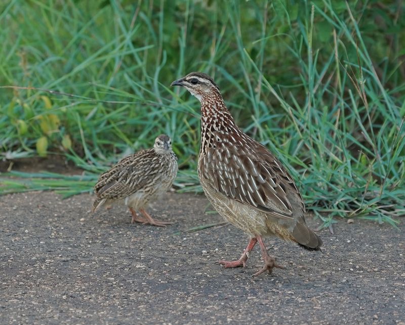 Bospatrys / Crested Francolin