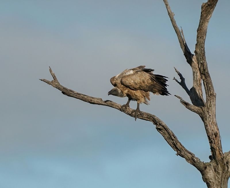 Witrugaasvoël / White-backed Vulture