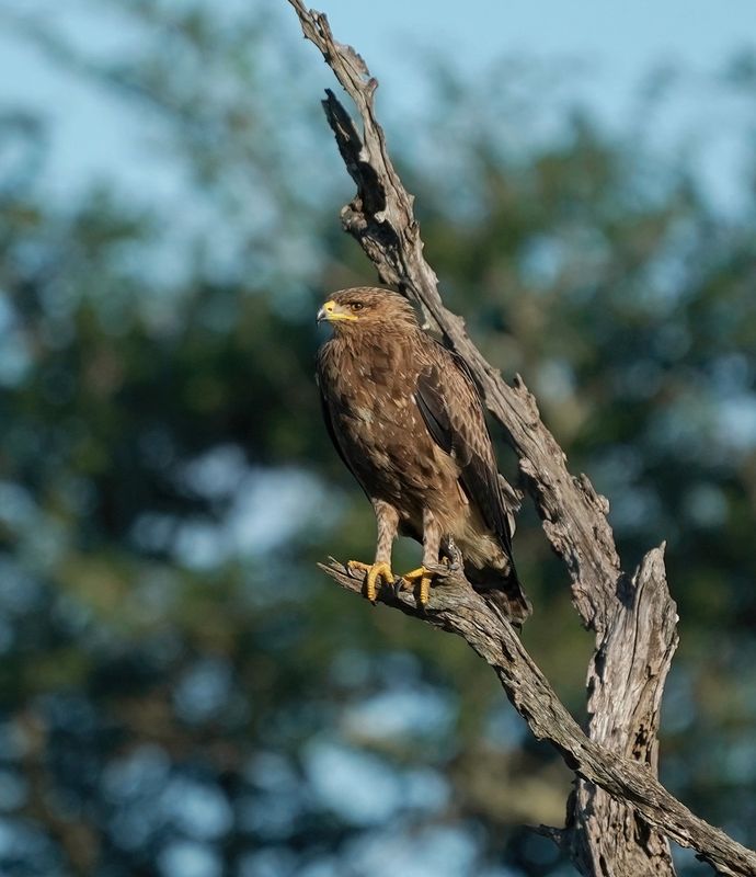 Bruinarend / Wahlbergs Eagle