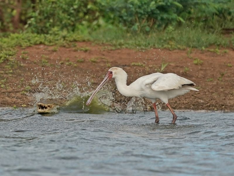 Lepelaar / African Spoonbill