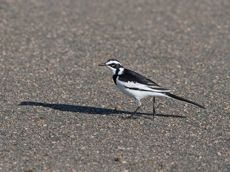 Bontkwikkie / African Pied Wagtail