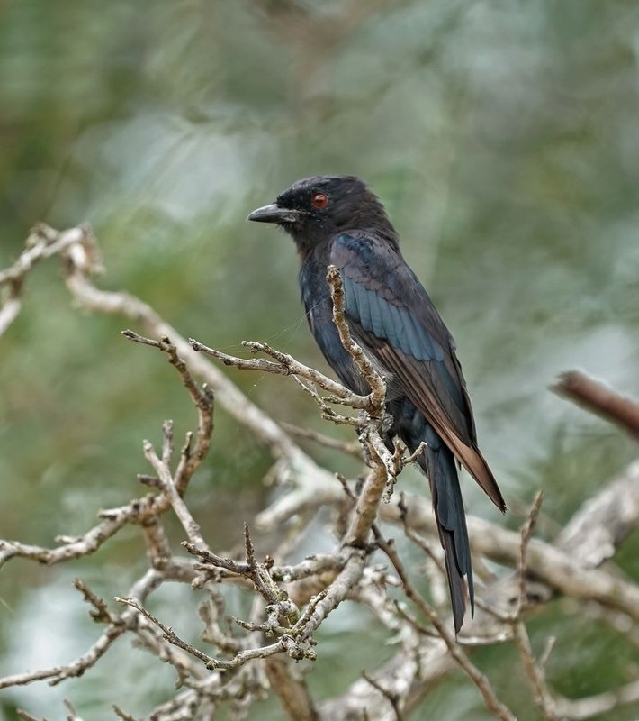 Mikstertbyvanger / Fork-tailed Drongo