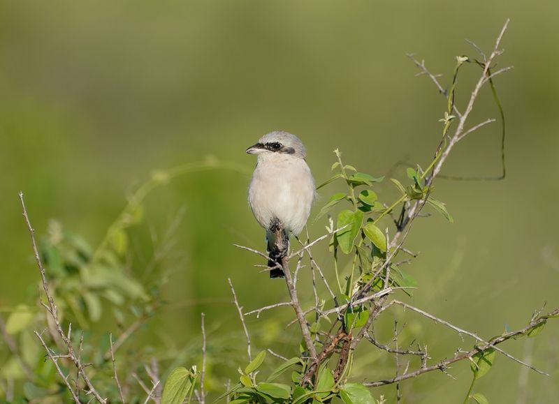 Gryslaksman / Lesser Grey Shrike
