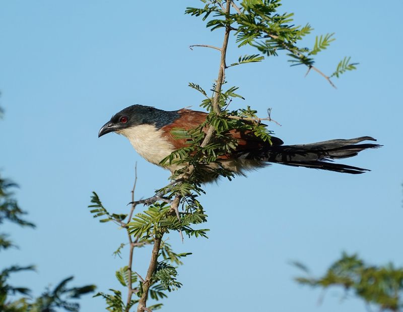 Gewone Vleiloerie / Burchells Coucal
