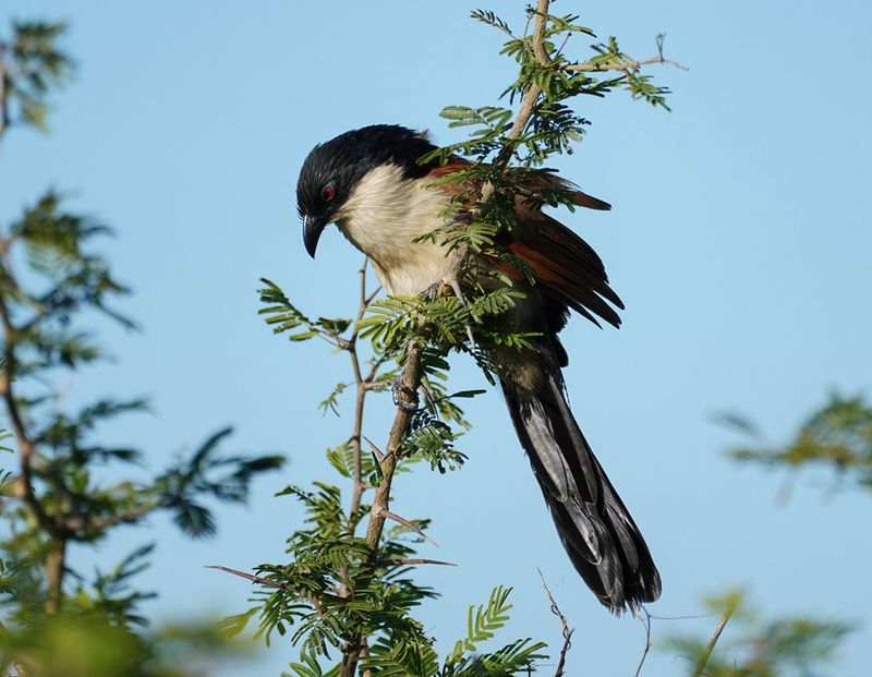 Gewone Vleiloerie / Burchells Coucal