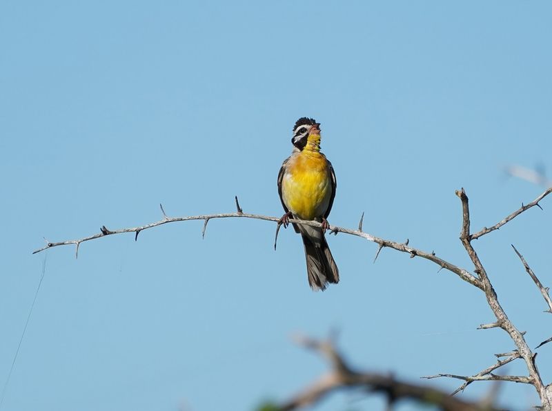Rooirugstreepkoppie / Golden-breasted Bunting